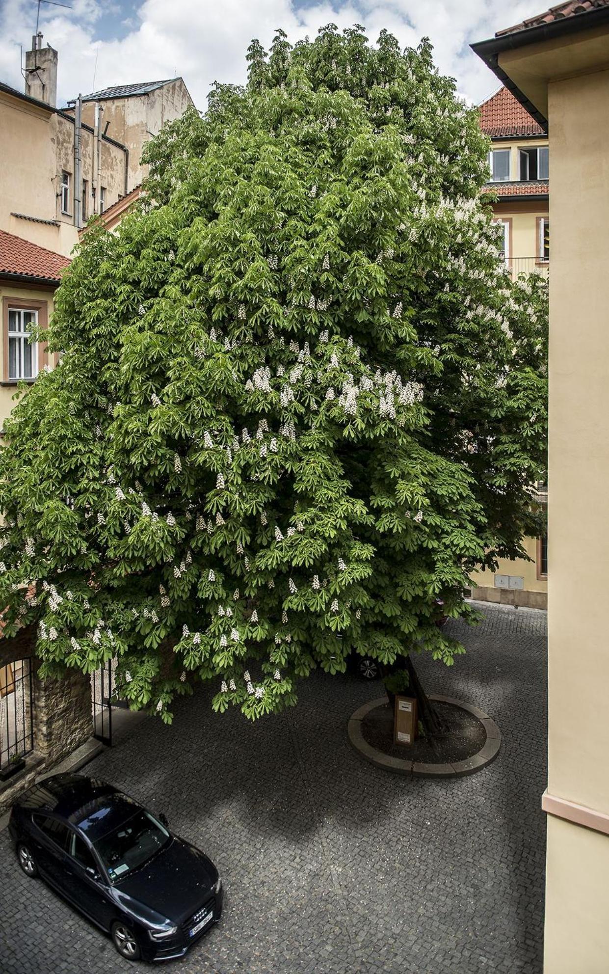 Hotel Opitzuv Dum Praga Zewnętrze zdjęcie